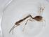  (Xiphosomella Janzen4356 - CBG-A11807-D08)  @11 [ ] CreativeCommons - Attribution Share - Alike (2023) Centre for Biodiversity Genomics Centre for Biodiversity Genomics