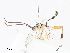  ( - CBG-A13226-A11)  @11 [ ] CreativeCommons - Attribution Share - Alike (2023) CBG Photography Group Centre for Biodiversity Genomics