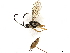  ( - CBG-A13226-H11)  @11 [ ] CreativeCommons - Attribution Share - Alike (2023) CBG Photography Group Centre for Biodiversity Genomics