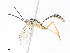  ( - CBG-A13235-A10)  @11 [ ] CreativeCommons - Attribution Share - Alike (2023) CBG Photography Group Centre for Biodiversity Genomics