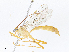  (Netelia Malaise3634 - CBG-A13235-B07)  @11 [ ] CreativeCommons - Attribution Share - Alike (2023) CBG Photography Group Centre for Biodiversity Genomics