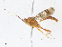  ( - CBG-A13238-B09)  @11 [ ] CreativeCommons - Attribution Share - Alike (2023) CBG Photography Group Centre for Biodiversity Genomics