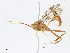  ( - CBG-A13238-B10)  @11 [ ] CreativeCommons - Attribution Share - Alike (2023) CBG Photography Group Centre for Biodiversity Genomics