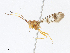  ( - CBG-A13238-B11)  @11 [ ] CreativeCommons - Attribution Share - Alike (2023) CBG Photography Group Centre for Biodiversity Genomics