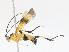  ( - CBG-A13238-G03)  @11 [ ] CreativeCommons - Attribution Share - Alike (2023) CBG Photography Group Centre for Biodiversity Genomics