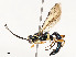  ( - CBG-A54400-G05)  @11 [ ] CreativeCommons - Attribution Share - Alike (2024) CBG Photography Group Centre for Biodiversity Genomics