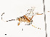  ( - CBG-A54506-B01)  @11 [ ] CreativeCommons - Attribution Share - Alike (2024) CBG Photography Group Centre for Biodiversity Genomics