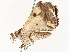  ( - CBG-A54509-H07)  @11 [ ] CreativeCommons - Attribution Share - Alike (2024) CBG Photography Group Centre for Biodiversity Genomics