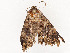  ( - CBG-A54510-A02)  @11 [ ] CreativeCommons - Attribution Share - Alike (2024) CBG Photography Group Centre for Biodiversity Genomics