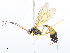  (Dusona Malaise0726 - CBG-A08793-H05)  @11 [ ] CreativeCommons - Attribution Share - Alike (2023) CBG Photography Group Centre for Biodiversity Genomics