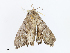  ( - CBG-A08794-A02)  @11 [ ] CreativeCommons - Attribution Share - Alike (2023) CBG Photography Group Centre for Biodiversity Genomics