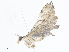  ( - CBG-A08794-A06)  @11 [ ] CreativeCommons - Attribution Share - Alike (2023) CBG Photography Group Centre for Biodiversity Genomics
