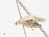  ( - CBG-A08795-A06)  @11 [ ] CreativeCommons - Attribution Share - Alike (2023) CBG Photography Group Centre for Biodiversity Genomics