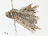  ( - CBG-A08795-D11)  @11 [ ] CreativeCommons - Attribution Share - Alike (2023) CBG Photography Group Centre for Biodiversity Genomics
