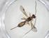 (Heterospilus Malaise5236 - CBG-A08838-F05)  @11 [ ] CreativeCommons - Attribution Share - Alike (2023) Centre for Biodiversity Genomics Centre for Biodiversity Genomics