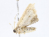  ( - CBG-A10806-D07)  @11 [ ] CreativeCommons - Attribution Share-Alike (2023) CBG Photography Group Centre for Biodiversity Genomics