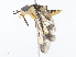  ( - CBG-A10806-G12)  @11 [ ] CreativeCommons - Attribution Share-Alike (2023) CBG Photography Group Centre for Biodiversity Genomics