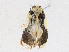  (elachMalaise9825 Malaise9825 - CBG-A16688-E06)  @11 [ ] CreativeCommons - Attribution Share - Alike (2023) CBG Photography Group Centre for Biodiversity Genomics