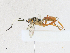  (crypMalaise01 Malaise3591 - CBG-A16690-E02)  @11 [ ] CreativeCommons - Attribution Share - Alike (2023) CBG Photography Group Centre for Biodiversity Genomics