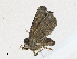  ( - CBG-A16690-G06)  @11 [ ] CreativeCommons - Attribution Share - Alike (2023) CBG Photography Group Centre for Biodiversity Genomics