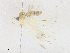  (Opisthoxia Malaise7170 - CBG-A16703-E03)  @11 [ ] CreativeCommons - Attribution Share - Alike (2023) CBG Photography Group Centre for Biodiversity Genomics