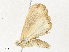  (Herminodes Malaise8545 - CBG-A34357-B06)  @11 [ ] CreativeCommons - Attribution Share - Alike (2024) CBG Photography Group Centre for Biodiversity Genomics