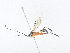  (crypMalaise01 Malaise1652 - CBG-A34357-F12)  @11 [ ] CreativeCommons - Attribution Share - Alike (2024) CBG Photography Group Centre for Biodiversity Genomics