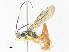  (ichneuMalaise01 Malaise2140 - CBG-A34358-C12)  @11 [ ] CreativeCommons - Attribution Share - Alike (2024) CBG Photography Group Centre for Biodiversity Genomics