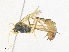  (Dusona INB-099 - CBG-A35186-H01)  @11 [ ] CreativeCommons - Attribution Share - Alike (2024) CBG Photography Group Centre for Biodiversity Genomics
