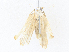  ( - CBG-A35187-C12)  @11 [ ] CreativeCommons - Attribution Share - Alike (2024) CBG Photography Group Centre for Biodiversity Genomics