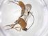  (Xiphosomella Malaise8681 - CBG-A35934-H09)  @11 [ ] CreativeCommons - Attribution Share - Alike (2024) Centre for Biodiversity Genomics Centre for Biodiversity Genomics