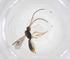  (Heterospilus Malaise5406 - CBG-A36903-B03)  @11 [ ] CreativeCommons - Attribution Share - Alike (2024) Centre for Biodiversity Genomics Centre for Biodiversity Genomics