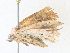  ( - CBG-A38475-E11)  @11 [ ] CreativeCommons - Attribution Share - Alike (2024) CBG Photography Group Centre for Biodiversity Genomics