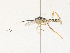  (cryptJanzen01 Malaise6863 - CBG-A38476-A05)  @11 [ ] CreativeCommons - Attribution Share - Alike (2024) CBG Photography Group Centre for Biodiversity Genomics
