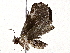  ( - BIOUG62726-C05)  @11 [ ] CreativeCommons - Attribution (2021) CBG Photography Group Centre for Biodiversity Genomics