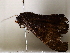  (Hemeroblemma Malaise6508 - BIOUG64399-A06)  @11 [ ] CreativeCommons - Attribution (2021) CBG Photography Group Centre for Biodiversity Genomics