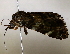  ( - BIOUG64399-A08)  @11 [ ] CreativeCommons - Attribution (2021) CBG Photography Group Centre for Biodiversity Genomics