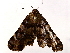  ( - BIOUG72914-C01)  @11 [ ] CreativeCommons - Attribution (2021) CBG Photography Group Centre for Biodiversity Genomics