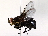 ( - BIOUG72914-F09)  @11 [ ] CreativeCommons - Attribution (2021) CBG Photography Group Centre for Biodiversity Genomics