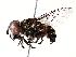  ( - BIOUG72914-G03)  @11 [ ] CreativeCommons - Attribution (2021) CBG Photography Group Centre for Biodiversity Genomics