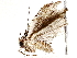  ( - BIOUG72915-G08)  @11 [ ] CreativeCommons - Attribution (2021) CBG Photography Group Centre for Biodiversity Genomics