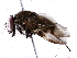  ( - BIOUG73024-F01)  @11 [ ] CreativeCommons - Attribution (2021) CBG Photography Group Centre for Biodiversity Genomics