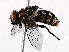  ( - BIOUG73642-G11)  @11 [ ] CreativeCommons - Attribution (2021) CBG Photography Group Centre for Biodiversity Genomics