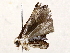 (erebidBioLep01 BioLep396 - BIOUG73643-A06)  @11 [ ] CreativeCommons - Attribution (2021) CBG Photography Group Centre for Biodiversity Genomics