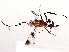  (cryptJanzen01 Malaise0840 - BIOUG73643-B06)  @11 [ ] CreativeCommons - Attribution (2021) CBG Photography Group Centre for Biodiversity Genomics