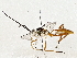  (cryptJanzen01 Malaise2544 - BIOUG73671-H03)  @13 [ ] CreativeCommons - Attribution (2022) CBG Photography Group Centre for Biodiversity Genomics