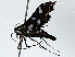  ( - BIOUG76516-A02)  @11 [ ] CreativeCommons - Attribution (2022) CBG Photography Group Centre for Biodiversity Genomics