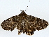  ( - BIOUG76516-D07)  @11 [ ] CreativeCommons - Attribution (2022) CBG Photography Group Centre for Biodiversity Genomics