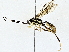  (Carinodes Malaise1774 - BIOUG77733-A02)  @11 [ ] CreativeCommons - Attribution (2022) CBG Photography Group Centre for Biodiversity Genomics