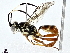  ( - BIOUG77734-C10)  @11 [ ] CreativeCommons - Attribution (2022) CBG Photography Group Centre for Biodiversity Genomics